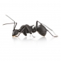 Preview: Polyrhachis armata
